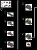 Building Instructions - LEGO - 8114 - Chameleon Hunter: Page 22