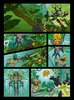 Building Instructions - LEGO - BIONICLE - 71305 - Lewa Uniter of Jungle: Page 2